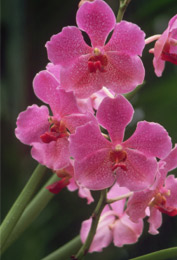 Costa Rica tropical flowers